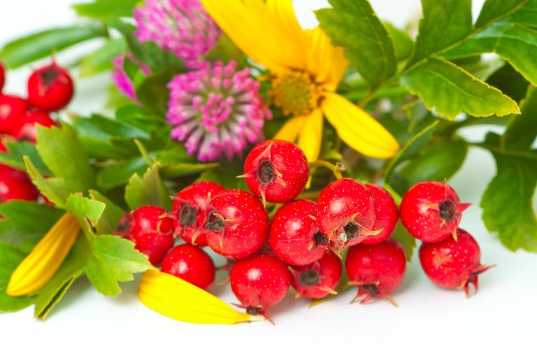 Hawthorne berries and leaves