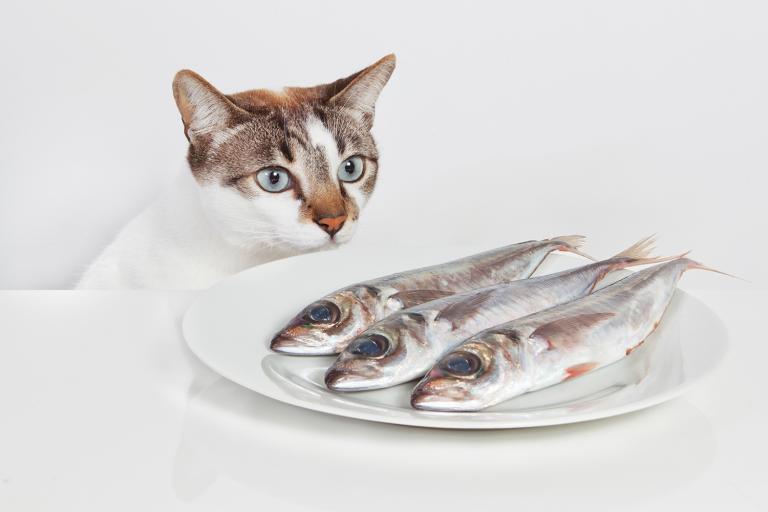 A hungry cat staring at a plate of fish.